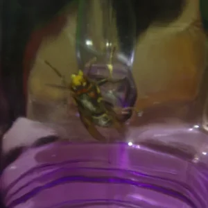 IMGP9311sk.webp