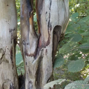 DSCN6458.webp
