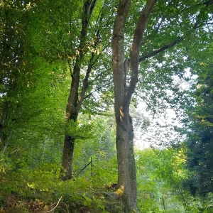 IMG_20240904_093229_HDR.webp