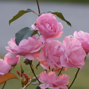 IMG_9539.webp