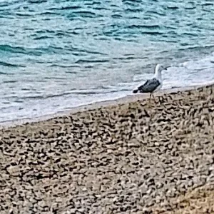 IMG_20241010_072230_HDR~2.webp