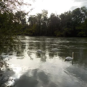 DSCN6533.webp