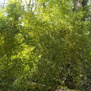 DSCN6543.webp