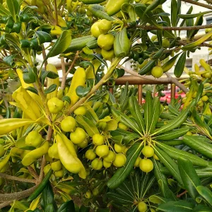 IMG_20241009_093055_HDR.webp