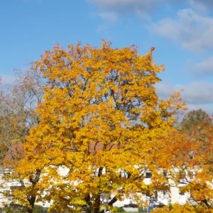 IMGP0113k.webp