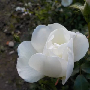 DSCN6588.webp