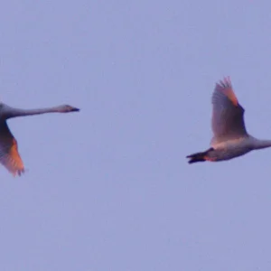 _IMGP0300c1.webp