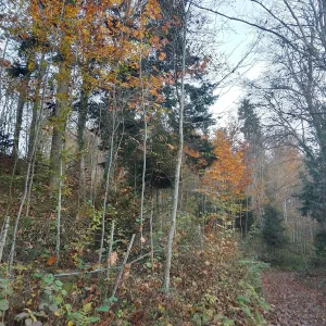 IMG_20241104_160143_HDR.webp