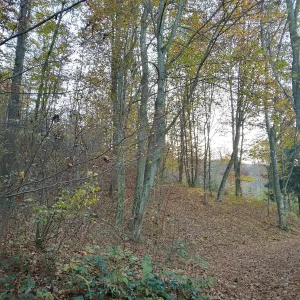 IMG_20241104_155919_HDR.webp