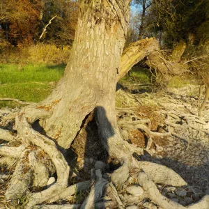 DSCN6641.webp