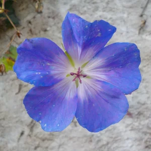 DSCN6619.webp