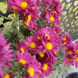DSCN6669.webp