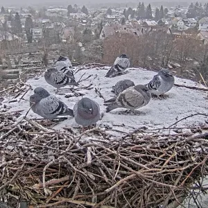Kirchzarten-Storchennest_Tauben_21Nov2024_16Uhr11.webp