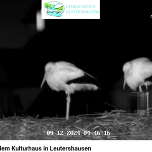 Störche-Leutershausen_09Dez2024.webp