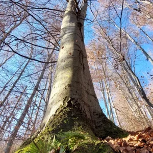 1000030129.webp