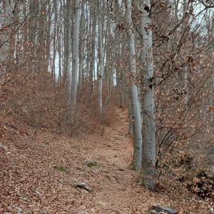 1000031512.webp