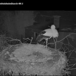 Heimkehrer-Nr2-Knittelsheim_ Webcam-2025-01-16.webp