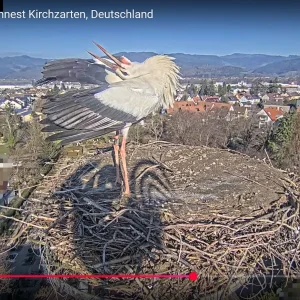 Kirchzarten_2025-01-18_Ulla_12Uhr19.webp