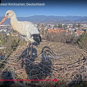 Kirchzarten_2025-01-18_Ulla_12Uhr25.webp