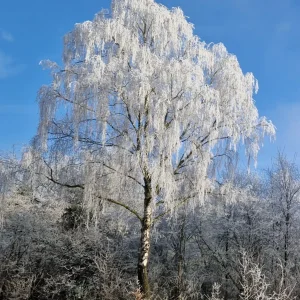 IMG-20250121-WA0000.webp