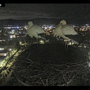 Kirchzarten-Heimkehrer_Ulla-u-Edgar_übernachten_Webcam_2025-01-23.webp