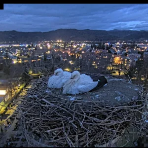 Kirchzarten_Ulla-u-Edgar_ Webcam_2025-01-28.webp