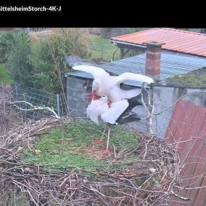 Knittelsheim_ Webcam-Nr3_Jimmy-u-Partner_2025-01-29.webp