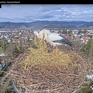 Kirchzarten_Ulla-u-Edgar_ Webcam_2025-01-30_14Uhr11.webp