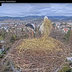 Kirchzarten_Ulla-u-Edgar_ Webcam_2025-01-30_14Uhr13.webp