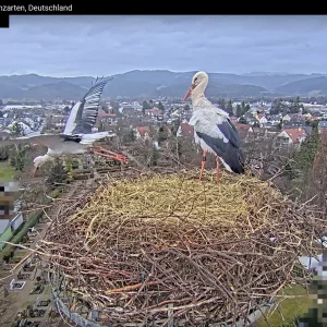 Kirchzarten_Ulla-u-Edgar_ Webcam_2025-01-30_15Uhr34.webp