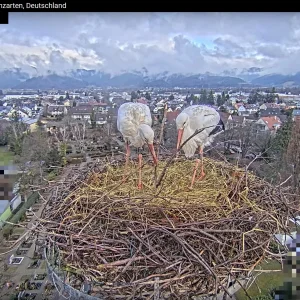 Kirchzarten_Ulla-u-Edgar_ Webcam_2025-01-31_10Uhr34.webp