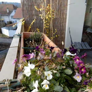 DSCN3687.webp