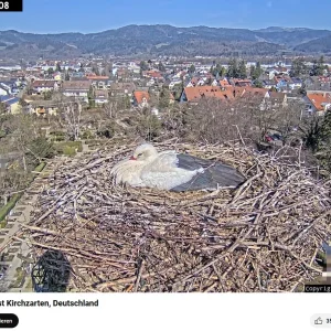 Kirchzarten_Edgar-passt-aufs-Nest-auf_Webcam_2025-03-07.webp