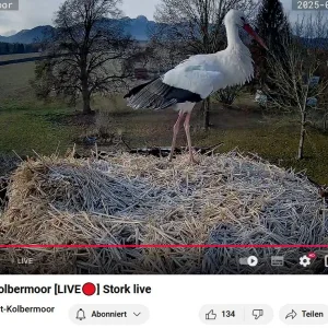 Kolbermoor_2025-03-11_erster-Storch-gelandet_08Uhr00.webp