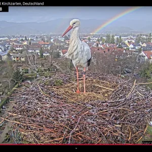 Kirchzarten_Webcam_2025-03-11_14Uhr55_Edgar_im-Nest.webp
