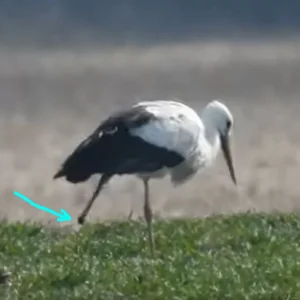 Storch_rechter-Fuß-fehlt.webp