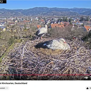 Kirchzarten_Webcam_2025-03-19_09Uhr32_Ulla-liegt-u-Edgar_wacht-im-Nest.webp