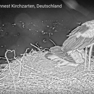 Kirchzarten_2025-03-21_Ei-Nummer-1.webp