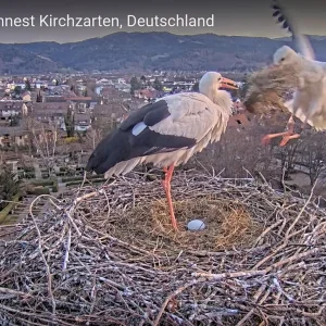 Kirchzarten_2025-03-21_Ei-Nummer-1_03.webp