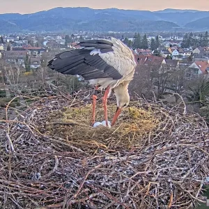 Kirchzarten_2025-03-25_06Uhr34_Edgar-untersucht-die-3-Eier.webp