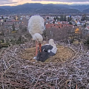 Kirchzarten_2025-03-27_06Uhr02_Edgar-zieht-Ullas-Flügelgefieder-zusammen.webp