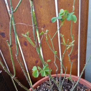 IMG_20250328_125633_HDR.webp