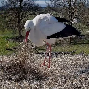 Kolbermoor 2025-04-02 09Uhr49-2_Storch_SP660.webp