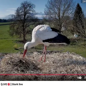 Kolbermoor 2025-04-02 09Uhr49_Storch_SP660.webp