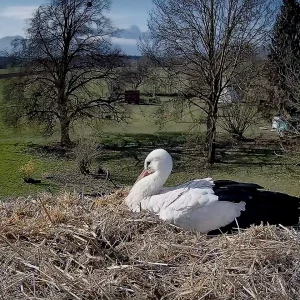 Kolbermoor 2025-04-02 10Uhr02_Storch_SP660.webp