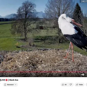Kolbermoor 2025-04-03 09Uhr36-58_Storch_SP660.webp