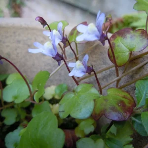 DSCN9372.webp