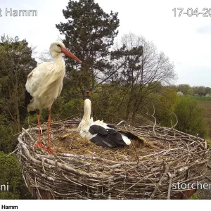 Storchennest-Hamm_17Apr2025_YouTube-Webcam.webp