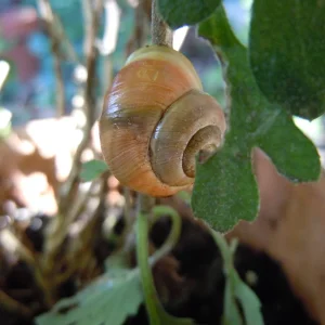 Medium 'DSCN9722.webp' in der Kategorie 'Forum Natur & Spiritualität'