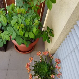IMG_20250429_133622_HDR.webp